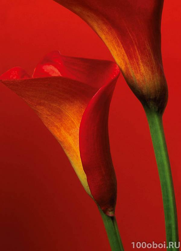 Фотообои на стену «Цветы Красные Каллы» WG 00406 Red Calla Lilies