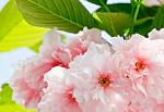 Фотообои на стену «Сакура» WG 00133 Sakura Blossom