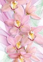 Фотообои «Орхидеи»