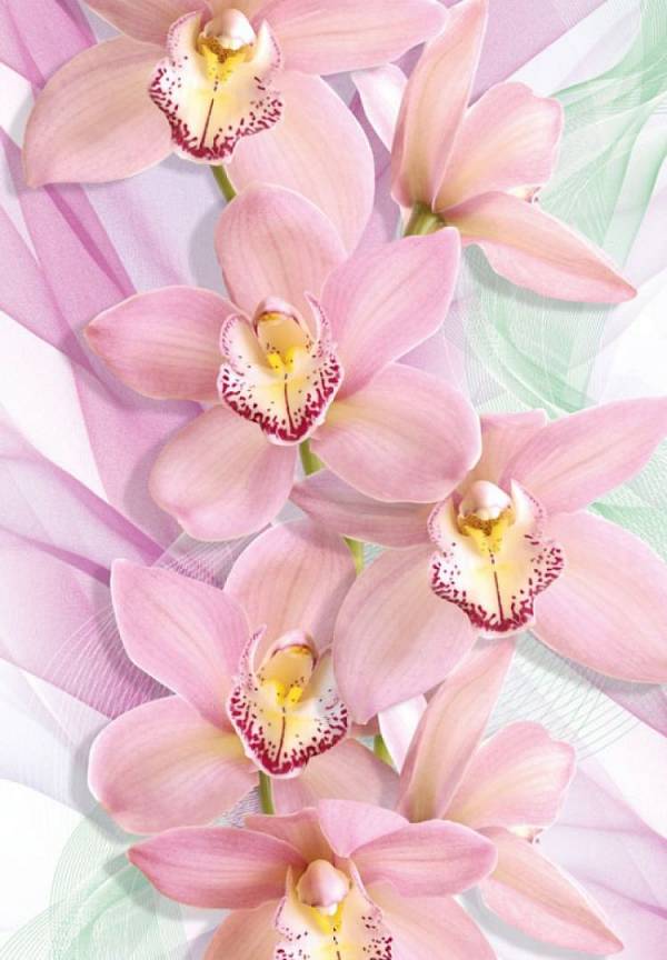 Фотообои «Орхидеи»