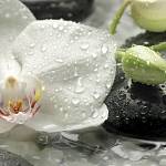 Фотообои на стену «Чистота - белые орхидеи среди камней» Komar 8-319 Pure