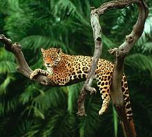 Фотообои URBAN Design UD3-048 Леопард в джунглях
