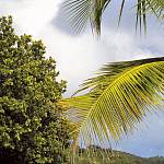 ФЛИЗЕЛИНОВЫЕ фотообои на стену «Пальмы, пляж, море» KOMAR 8NW-885 Praslin