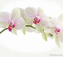 Фотообои на стену «Орхидея веточка». Divino C1-394