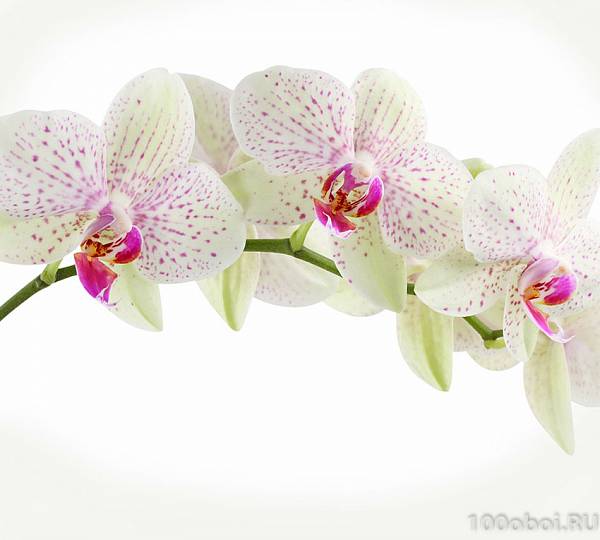 Фотообои на стену «Орхидея веточка». Divino C1-394