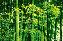 Постер XXL «Весенние бамбуки» WG 00670 Bamboo in Spring