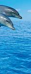 Фотообои на двери «Три дельфина» WG 00599 Three Dolphins