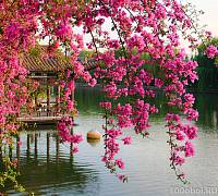 Фотообои на стену «Цветущие ветви в саду Китая». Divino B1-077