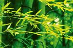Постер XXL «Весенние бамбуки» WG 00670 Bamboo in Spring