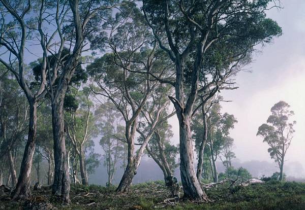 Фотообои на стену «Фантастический лес» Komar 8-523 Fantasy Forest