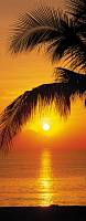100oboi ru 2 1255 palmy beach sunrise