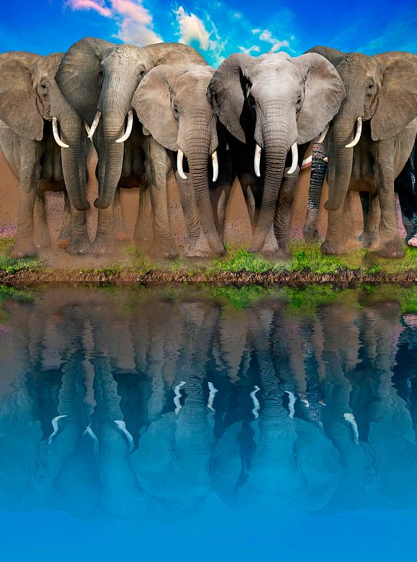Фотообои HARMONY Decor HD2-174 Слоны на водопое