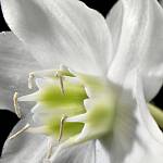 Фотообои на стену «Белые цветы» Komar 4-259 Madonna