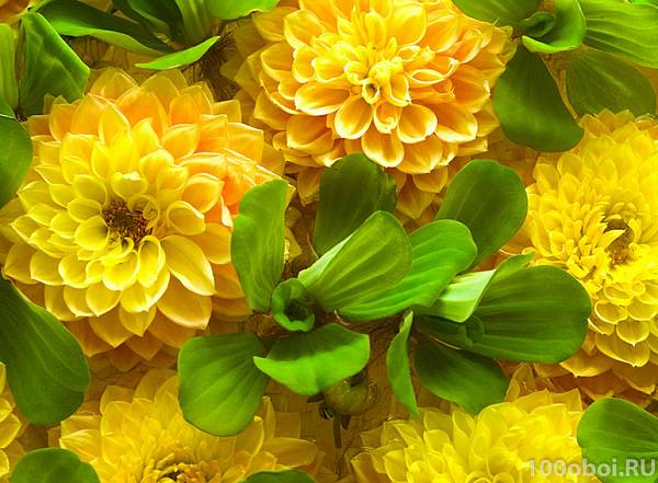 Фотообои на стену «Желтые цветы». Divino C1-316