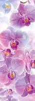 Фотообои «Поэма цвета 4 (Орхидеи)»