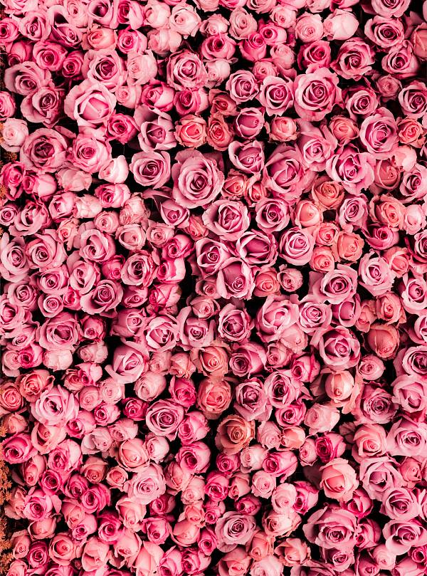 Фотообои HARMONY Decor HD2-135 Розовые розы