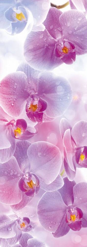 Фотообои «Поэма цвета 4 (Орхидеи)»