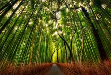 Фотообои HARMONY HD4-086 Бамбуковый лес