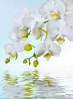 Фотообои на стену «Орхидея над водой». Divino C1-244