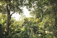 Флизелиновые фотообои «Джунгли» Komar XXL4-024 Dschungel