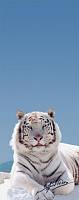 Фотообои на дверь «Белый тигр». Komar 2-1111 Weisser Tiger
