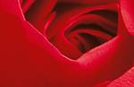 Постер XXL «Роза» WG 00680 Limportant cest la Rose