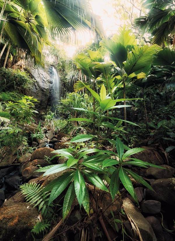 Флизелиновые фотообои «Водопад в джунглях» Komar XXL2-527 Spirit