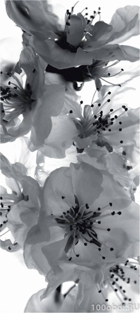 Фотообои на двери AG 0221 «Черно-белые цветы»