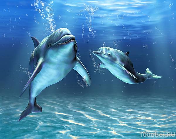 Фотообои на стену «Два дельфина». Divino D1-064