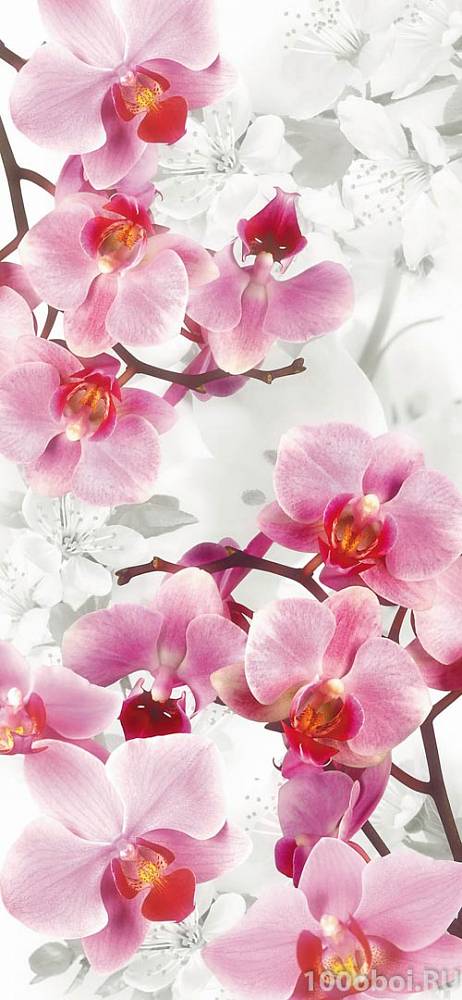 Фотообои на стену «Нежные орхидеи» SAND S-010