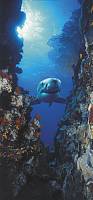 Фотообои на дверь «Акула» Komar 2-1002 Shark