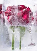 Фотообои URBAN Design UD2-019 Лед Красные розы