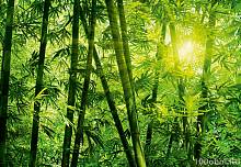 Фотообои на стену «Бамбуковый Лес» WG 00123 Bamboo Forest