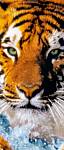 Фотообои на двери «Бенгальский тигр» WG 00590 Bengal Tiger