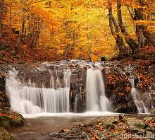 Фотообои на стену «Осенний лес». Divino C1-095