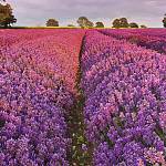 Фотообои на стену «Цветы лаванда» Komar 1-615 Lavendel
