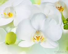 Фотообои на стену «Белая орхидея». Divino C1-379