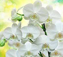 Фотообои на стену «Белые орхидеи». Divino B1-085