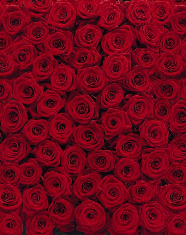 Фотообои на стену «Цветы розы» Komar 4-077 Roses