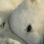 Фотообои на стену «Белые медведи» Komar 1-605 Polar Bears