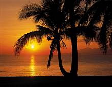 Фотообои на стену «Пальмы, пляж, закат» Komar 8-255 Palmy Beach Sunrise