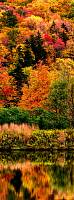 Фотообои HARMONY Decor HD1-043 Осенняя рапсодия