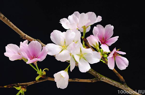 Постер на стену «Цветущая вишня» WG 00627  Cherry Blossoms