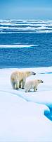 Фотообои HARMONY Decor HD1-025 Белые медведи Хранители Севера
