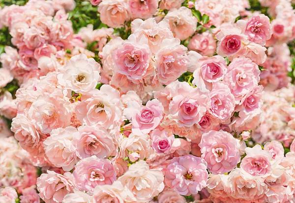 Фотообои на стену «Цветы розы» Komar 8-937 Rosa