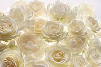 Флизелиновые фотообои «Белые розы» Komar XXL4-007 Shalimar