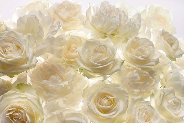 Флизелиновые фотообои «Белые розы» Komar XXL4-007 Shalimar