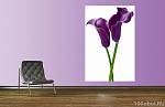 Постер XXL «Пурпурные лилии» WG 00675 Purple Calla Lilies