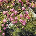Фотообои на стену «Розовые цветы в саду» Komar 8-936 Rose Garden