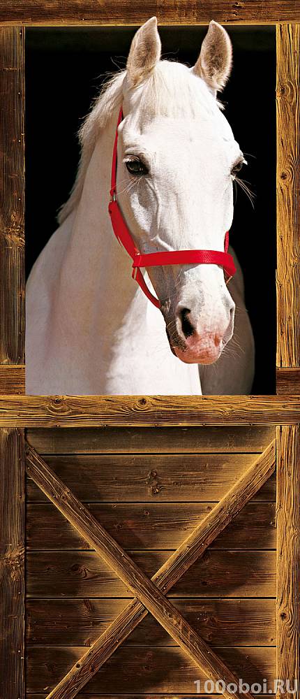 Фотообои на двери «Лошадь» WG 00508 Sebastian